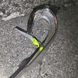 タチウオ