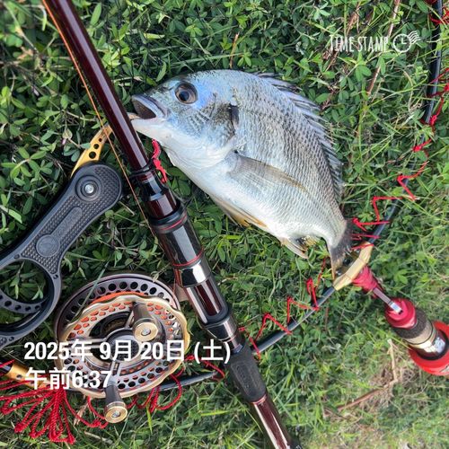 チヌの釣果