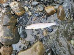 アメマスの釣果