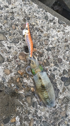アオリイカの釣果