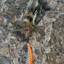 アオリイカ