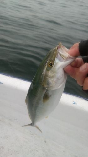 ツバスの釣果