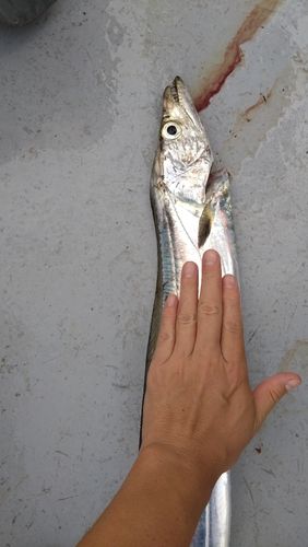タチウオの釣果