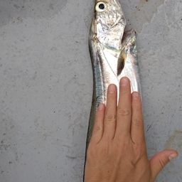 タチウオ