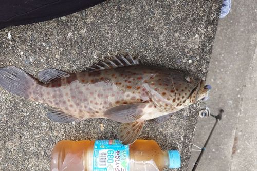 釣果