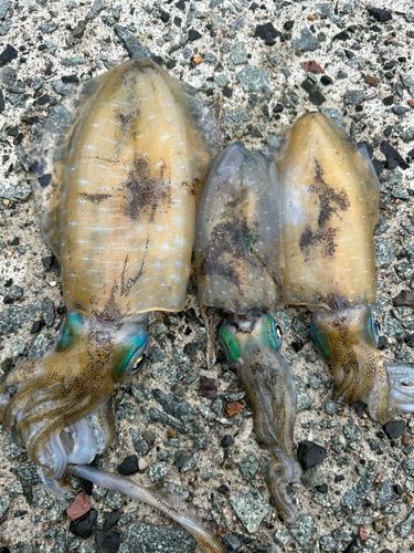 アオリイカの釣果