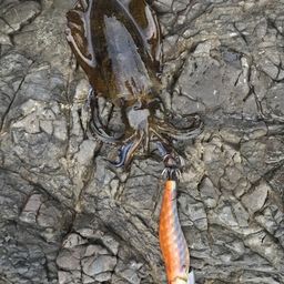 アオリイカ
