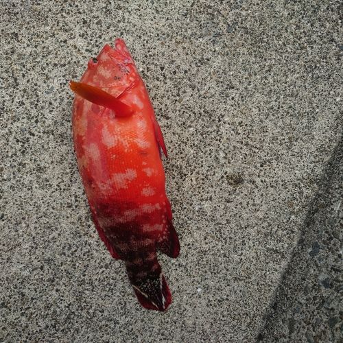 ニジハタの釣果