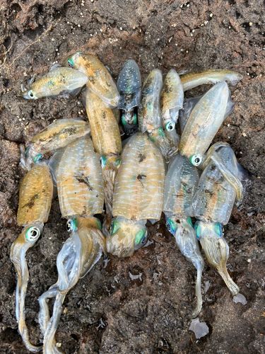 アオリイカの釣果
