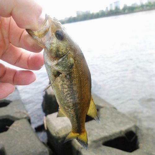 ラージマウスバスの釣果