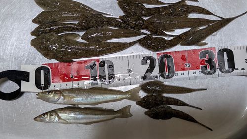 キスの釣果