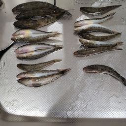 マハゼ