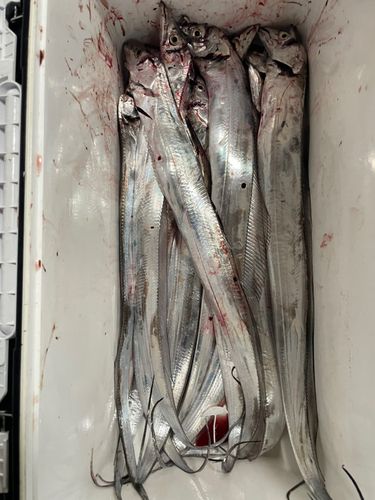 タチウオの釣果