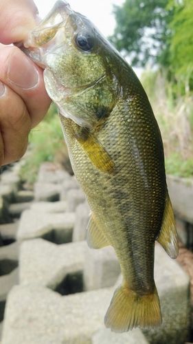 ラージマウスバスの釣果