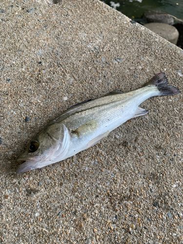 セイゴ（マルスズキ）の釣果