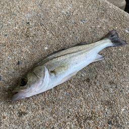 セイゴ（マルスズキ）