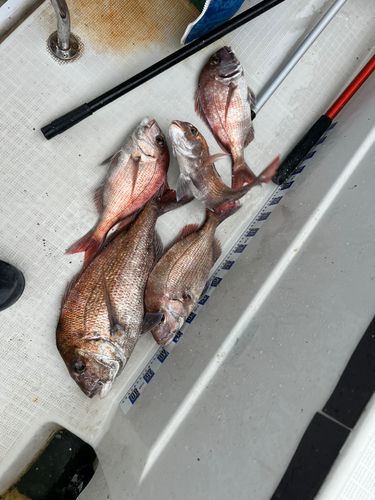 マダイの釣果
