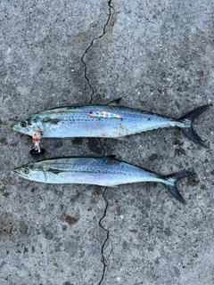 サゴシの釣果