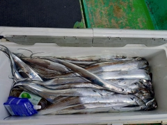 タチウオの釣果