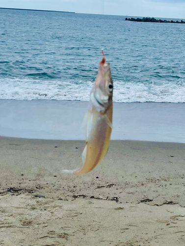 阿字ヶ浦海岸
