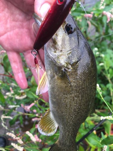 スモールマウスバスの釣果