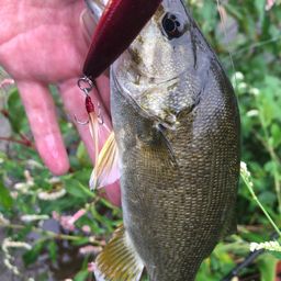 スモールマウスバス