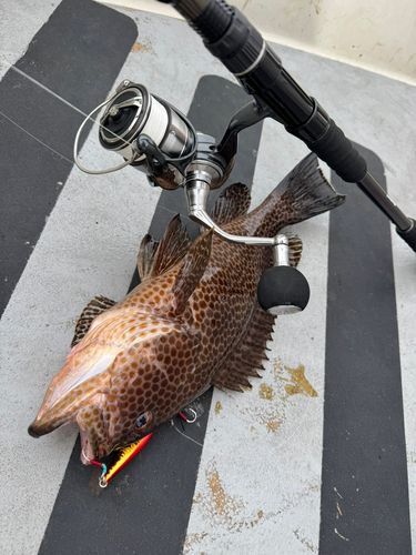 オオモンハタの釣果
