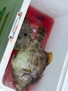 カワハギの釣果