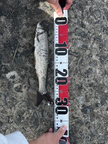 釣果