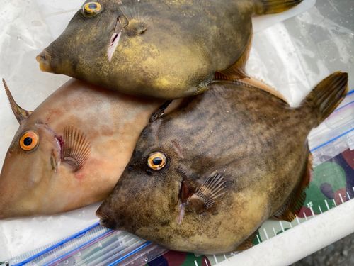 カワハギの釣果