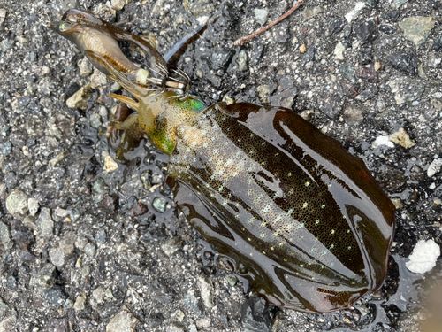アオリイカの釣果