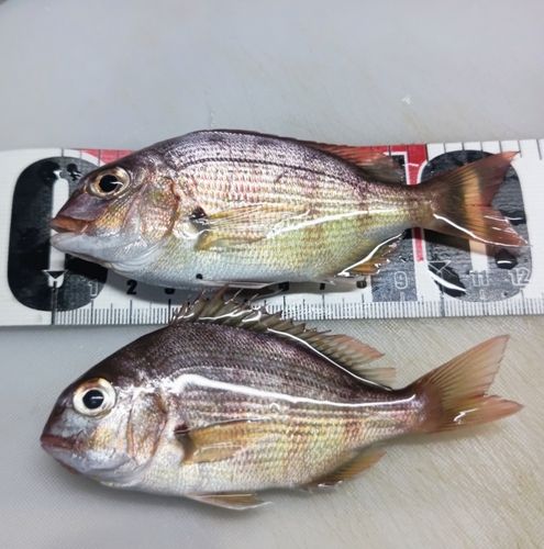 チャリコの釣果