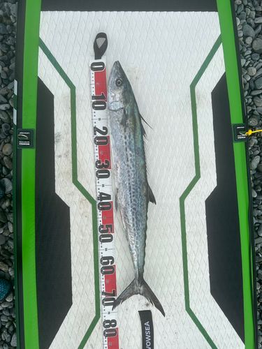 サワラの釣果
