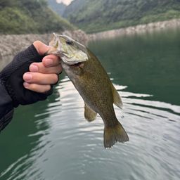 スモールマウスバス