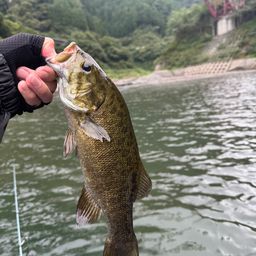 スモールマウスバス