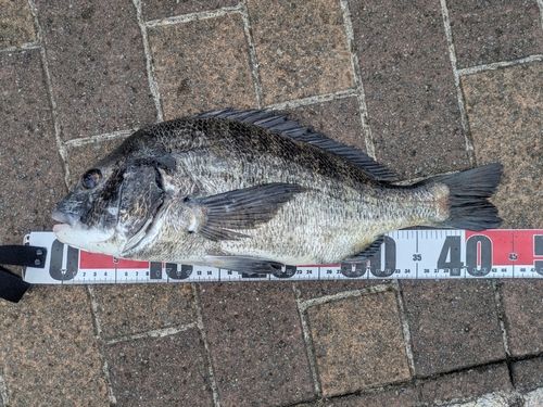チヌの釣果