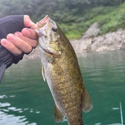 スモールマウスバス