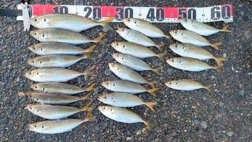 アジの釣果