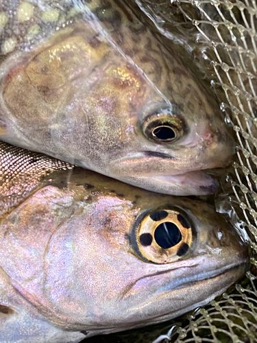 ヤマメの釣果