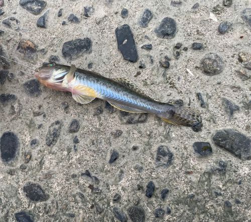 マハゼの釣果