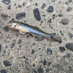 マハゼ