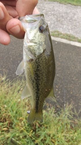 ラージマウスバスの釣果