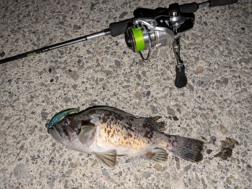 クロソイの釣果