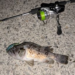 クロソイ