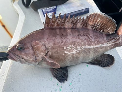 マハタの釣果