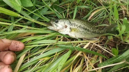 ラージマウスバスの釣果