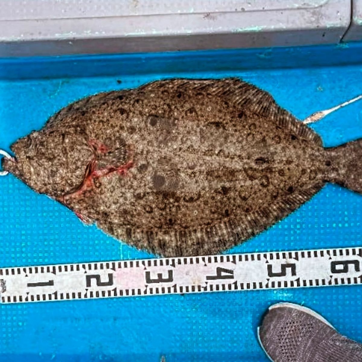 KEN0901さんの釣果 2枚目の画像