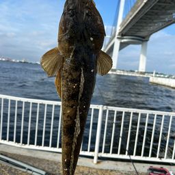 マゴチ