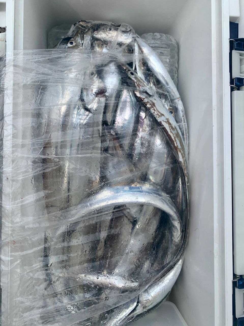 わじゅけんさんの釣果 3枚目の画像