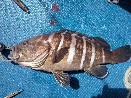 マハタの釣果